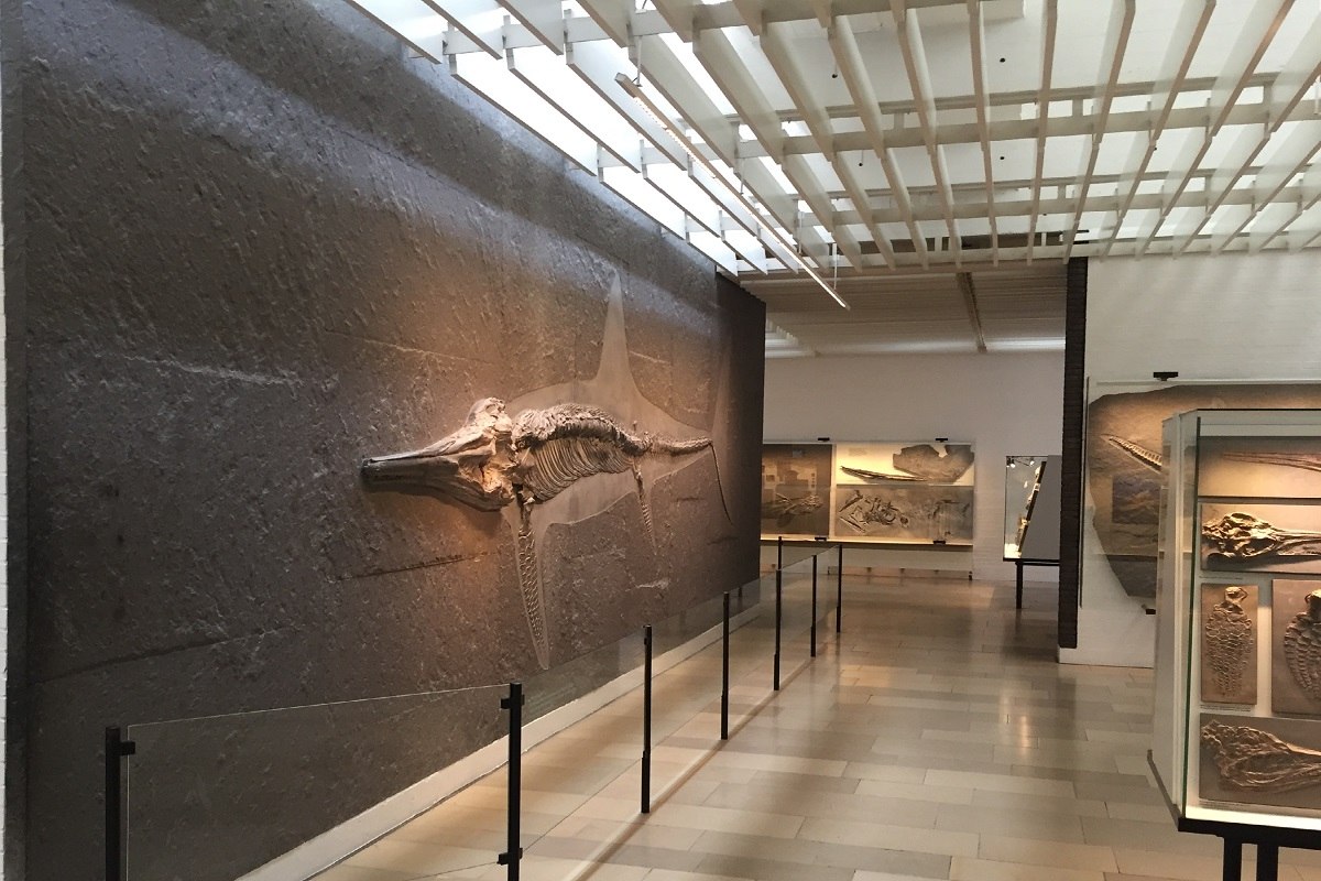 Posidonia slate in the Hauff Prehistoric Museum in Holzmaden