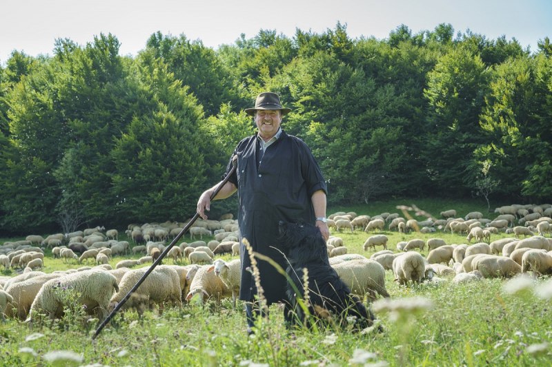 Shepherd Stotz with his sheep on the way on the Swabian Alb