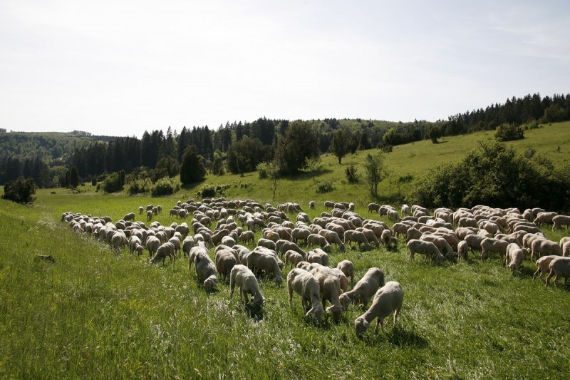Flock of sheep in Digelfeld nature reserve